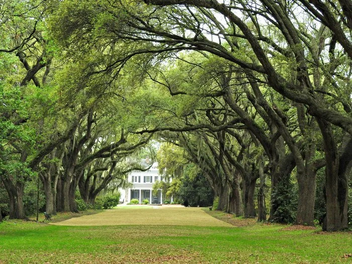 Magnolia Plantation